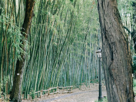 Lesser-known bamboo grove with stone path and traditional gate Photo by Gabriella Clare Marino on Unsplash Lesser-known bamboo grove with stone path and traditional gate Photo by Gabriella Clare Marino on Unsplash