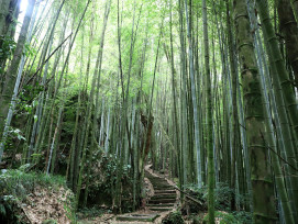 Bamboo grove transitioning into mixed forest with hiking trail Photo by Robert Chen on Unsplash Bamboo grove transitioning into mixed forest with hiking trail Photo by Robert Chen on Unsplash