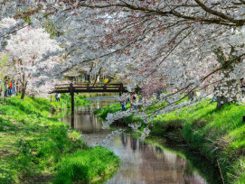 The Philosopher's Path canal lined with cherry trees in full bloom Photo by Maple Cloud on Unsplash The Philosopher's Path canal lined with cherry trees in full bloom Photo by Maple Cloud on Unsplash