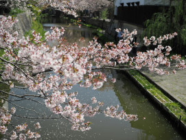 Photo by Kazuyuki AOKI on Unsplash Cherry blossom petals floating on the Philosopher's Path canal water Photo by Kazuyuki AOKI on Unsplash Cherry blossom petals floating on the Philosopher's Path canal water