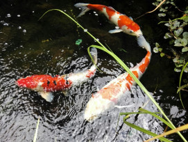 Koi swimming lazily in temple pond with water lilies and traditional building reflections Photo by Roman Kucherbaev on Unsplash Koi swimming lazily in temple pond with water lilies and traditional building reflections Photo by Roman Kucherbaev on Unsplash