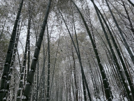 Winter sunlight streaming through tall bamboo stalks with frost patterns on the forest floor Photo by qi sihang on Unsplash Winter sunlight streaming through tall bamboo stalks with frost patterns on the forest floor Photo by qi sihang on Unsplash