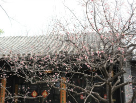 Early plum blossoms on bare branches with snow still visible on nearby temple roofs Photo by MChe Lee on Unsplash Early plum blossoms on bare branches with snow still visible on nearby temple roofs Photo by MChe Lee on Unsplash