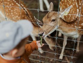 Children feeding friendly deer at Yasaka Shrine, parents watching nearby Photo by Daiga Ellaby on Unsplash Children feeding friendly deer at Yasaka Shrine, parents watching nearby Photo by Daiga Ellaby on Unsplash