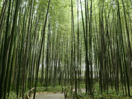 Bamboo grove trail with no crowds. Photo by Siborey Sean on Unsplash Bamboo grove trail with no crowds. Photo by Siborey Sean on Unsplash