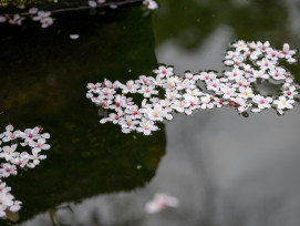 Cherry blossoms floating on the surface of a temple pond with traditional architecture reflected Photo by Kouji Tsuru on Unsplash Cherry blossoms floating on the surface of a temple pond with traditional architecture reflected Photo by Kouji Tsuru on Unsplash