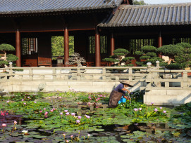 Elderly Kyoto resident tending to a small temple garden with careful attention to seasonal plantings Photo by Mirna Wabi-Sabi on Unsplash Elderly Kyoto resident tending to a small temple garden with careful attention to seasonal plantings Photo by Mirna Wabi-Sabi on Unsplash