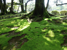 Dense moss coverage creating a fairy tale forest atmosphere at Gio-ji Temple. Photo by Arthur Tseng on Unsplash Dense moss coverage creating a fairy tale forest atmosphere at Gio-ji Temple. Photo by Arthur Tseng on Unsplash