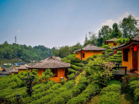 Rolling hills covered in tea plants with traditional buildings in the distance. Photo by Nopparuj Lamaikul on Unsplash Rolling hills covered in tea plants with traditional buildings in the distance. Photo by Nopparuj Lamaikul on Unsplash