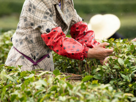 Farmers hand-picking tea leaves using traditional techniques.Photo by Tang Don on Unsplash Farmers hand-picking tea leaves using traditional techniques.Photo by Tang Don on Unsplash