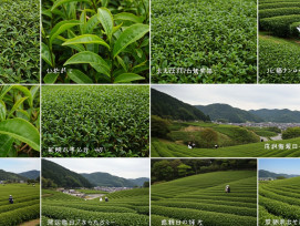 Different tea varieties showing leaf characteristics and growing conditions. Different tea varieties showing leaf characteristics and growing conditions.