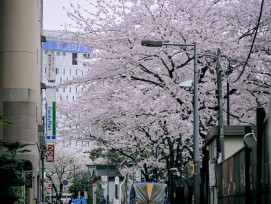 Kyoto street beautiful with cherry blossoms. Photo by Akira Cake on Unsplash Kyoto street beautiful with cherry blossoms. Photo by Akira Cake on Unsplash