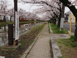 Canal-side cherry trees along the Philosopher's Path in full bloom Photo by Katz Sato on Unsplash Canal-side cherry trees along the Philosopher's Path in full bloom Photo by Katz Sato on Unsplash