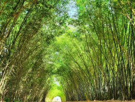 Tall bamboo stalks creating a natural green tunnel overhead Photo by Jose Pedro Santos on Unsplash Tall bamboo stalks creating a natural green tunnel overhead Photo by Jose Pedro Santos on Unsplash