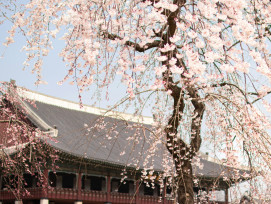 Cherry blossoms framing traditional imperial buildings in full spring bloom Photo by INHYEOK PARK on Unsplash Cherry blossoms framing traditional imperial buildings in full spring bloom Photo by INHYEOK PARK on Unsplash
