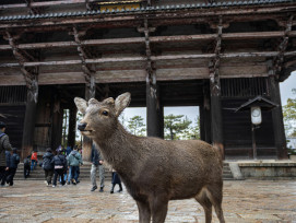 Sacred deer roaming freely in Nara Park with traditional buildings in background Photo by Alex Person on Unsplash Sacred deer roaming freely in Nara Park with traditional buildings in background Photo by Alex Person on Unsplash