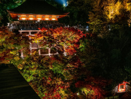 Night view of a lantern-lit garden during autumn Photo by YANGHONG YU on Unsplash Night view of a lantern-lit garden during autumn Photo by YANGHONG YU on Unsplash
