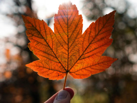 Close-up of brilliant red maple leaves with golden morning light. Photo by DiePhotoPotato on Pexels Close-up of brilliant red maple leaves with golden morning light. Photo by DiePhotoPotato on Pexels