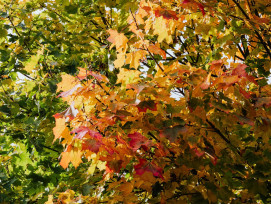 Gradient of autumn colors from green to gold to red across a hillside. Photo by Kaboompics.com on Pexels