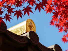 Detail of gold leaf on temple roof with red maple branches.