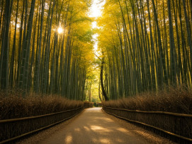 Arashiyama Bamboo grove path with dappled autumn light.
