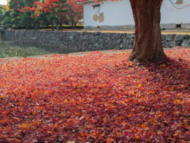 Temple courtyard with raked gravel and scattered red maple leaves Photo by Gene Hiew on Unsplash