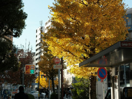 Geisha district street with autumn leaves scattered on stones Photo by Dominic Kurniawan Suryaputra on Unsplash Geisha district street with autumn leaves scattered on stones Photo by Dominic Kurniawan Suryaputra on Unsplash