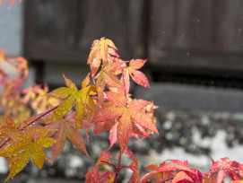 Early December morning with frost on remaining autumn leaves Photo by Kouji Tsuru on Unsplash