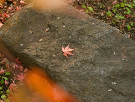 Zen meditation stones arranged with fallen maple leaves Photo by Mak on Unsplash