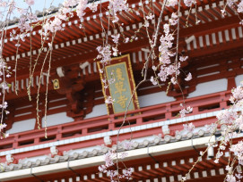 Cherry blossoms framing Kyoto's traditional architecture during spring season Photo by Yu Kato on Unsplash Cherry blossoms framing Kyoto's traditional architecture during spring season Photo by Yu Kato on Unsplash