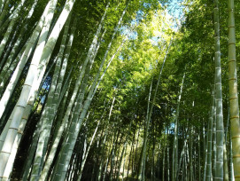 Bamboo grove with filtered light Photo by MI ED on Unsplash Bamboo grove with filtered light Photo by MI ED on Unsplash