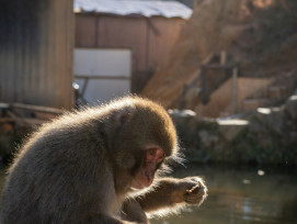 Monkey sitting calmly on rock. Photo by Ben George on Unsplash Monkey sitting calmly on rock. Photo by Ben George on Unsplash