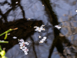 Blossom reflections in canal Photo by Kouji Tsuru on Unsplash Blossom reflections in canal Photo by Kouji Tsuru on Unsplash