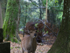 Deer near Todai-ji. Photo by Perttu Lähteenlahti on Unsplash Deer near Todai-ji. Photo by Perttu Lähteenlahti on Unsplash