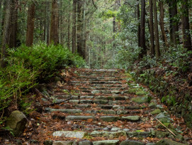 Mountain trail through cedar forest Photo by Kouji Tsuru on Unsplash Mountain trail through cedar forest Photo by Kouji Tsuru on Unsplash