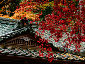 Ancient wooden bridge overlooking maple canopy in autumn colors Photo by Diana Lisunova on Unsplash Ancient wooden bridge overlooking maple canopy in autumn colors Photo by Diana Lisunova on Unsplash