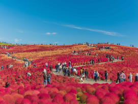 Escape the largest city of Tokyo to see nature with a l Escape the largest city of Tokyo to see nature with a l