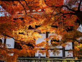 Maple trees in full autumn color surrounding a temple building. Photo by David Emrich on Unsplash Maple trees in full autumn color surrounding a temple building. Photo by David Emrich on Unsplash