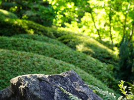 Moss-covered garden with ancient stones and filtered sunlight Photo by Robert Anasch on Unsplash Moss-covered garden with ancient stones and filtered sunlight Photo by Robert Anasch on Unsplash