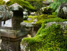 Detailed view of moss covering ancient garden stones. Photo by Svetlana Gumerova on Unsplash Detailed view of moss covering ancient garden stones. Photo by Svetlana Gumerova on Unsplash