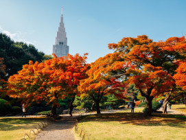 Tokyo in autumn. Tokyo in autumn.