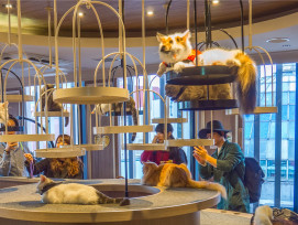 Cat cafés. Cat cafés.