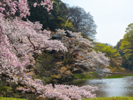 Cherry blossoms in a Tokyo park with people walking. Cherry blossoms in a Tokyo park with people walking.