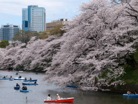 Wisteria flowers in bloom at a Tokyo garden in spring. Wisteria flowers in bloom at a Tokyo garden in spring.