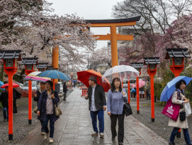 Cherry blossoms at park. Cherry blossoms at park.