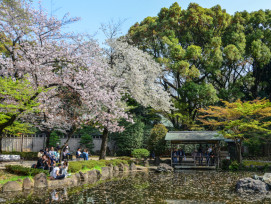 A peaceful riverside scene at peak bloom A peaceful riverside scene at peak bloom
