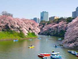 Tokyo in spring. Tokyo in spring.