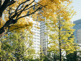 Gyoko-dori Avenue. Image by Tsuyoshi Kozu on Unsplash.