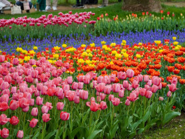 Showa Kinen Park. Image by sabari nathan on Unsplash. Showa Kinen Park. Image by sabari nathan on Unsplash.