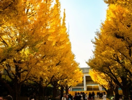 Tokyo in fall. Image by Ale on Unsplash. Tokyo in fall. Image by Ale on Unsplash.